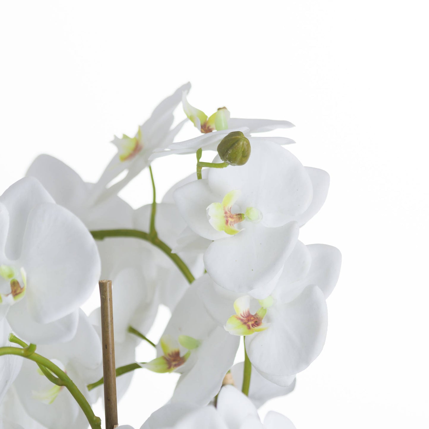 White Orchid And Fern Garden In Rootball - Large