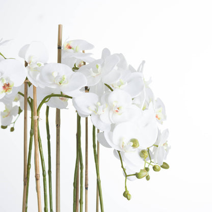 White Orchid In Glass Pot - Large