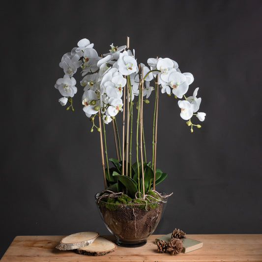 White Orchid In Glass Pot - Large