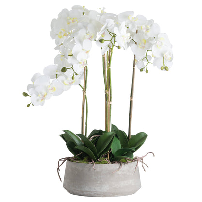 White Orchid In Stone Pot - Large