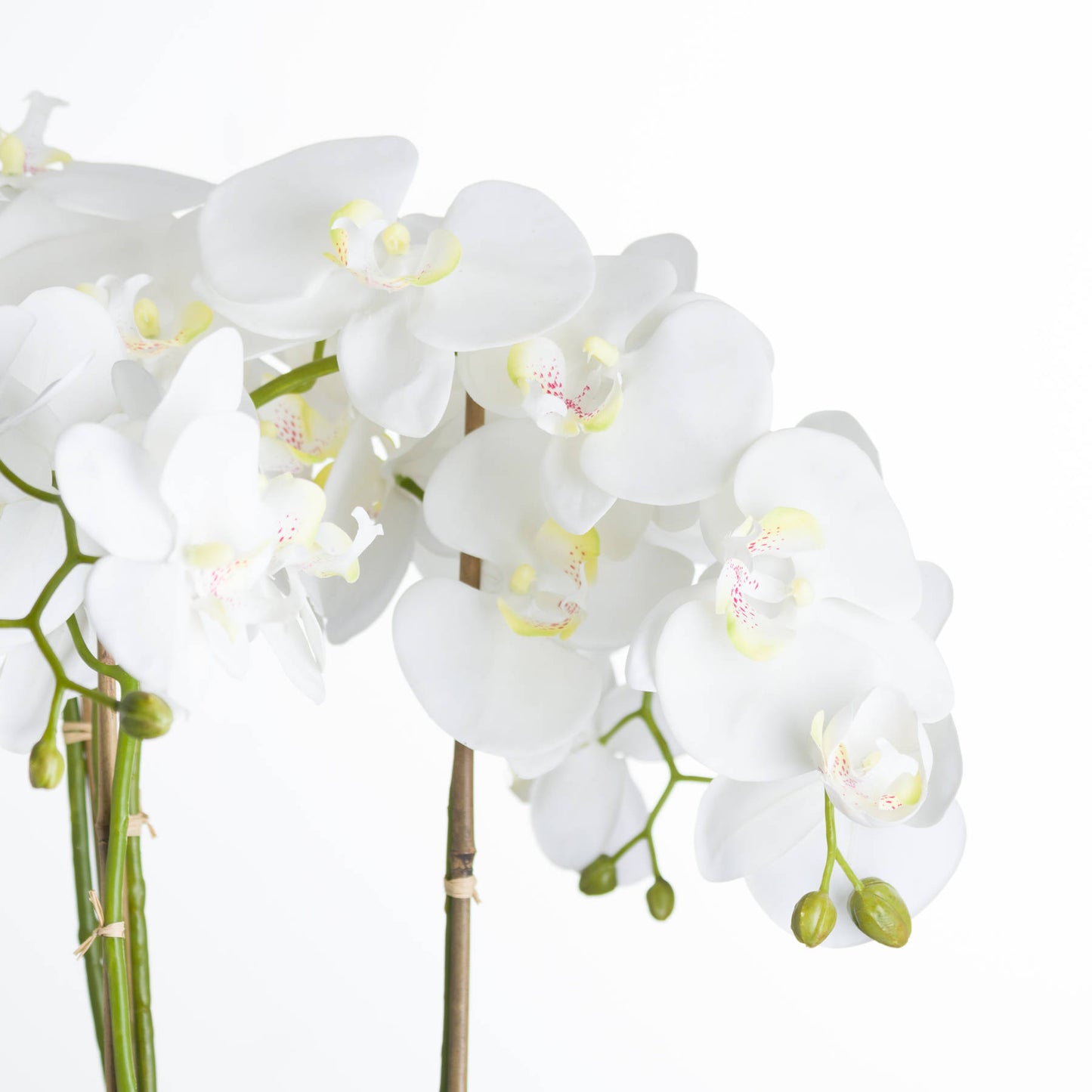 White Orchid In Stone Pot - Large