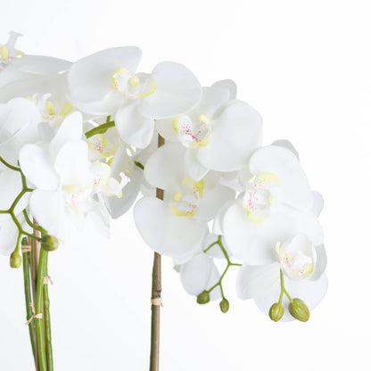 White Orchid In Stone Pot - Large
