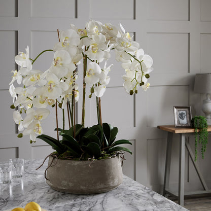 White Orchid In Stone Pot - Large