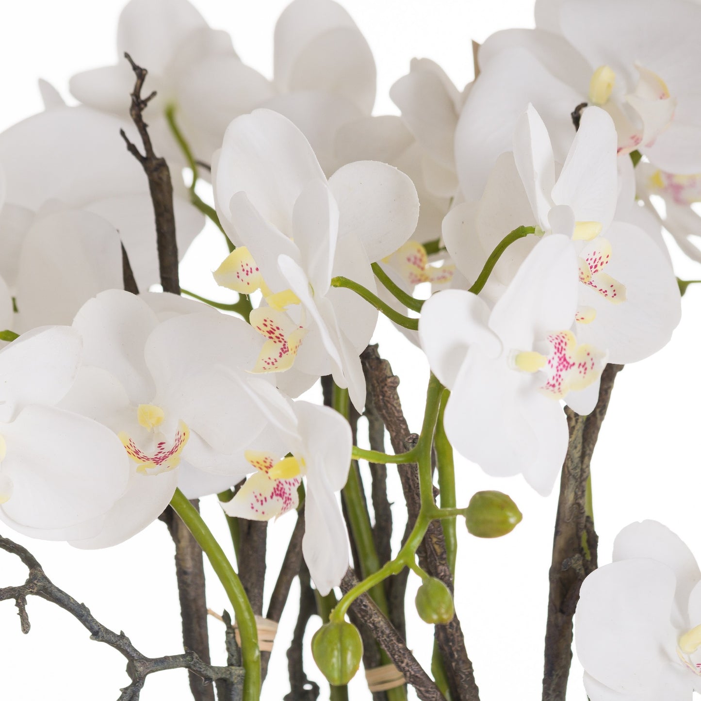 Stone Potted Orchid With Roots - Large