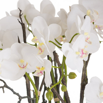 Stone Potted Orchid With Roots - Large