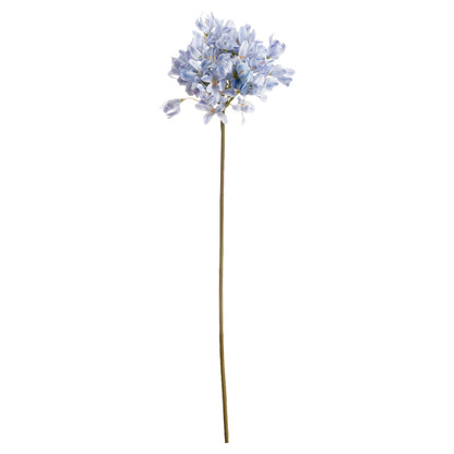 Light Blue Headed Agapanthus - Large