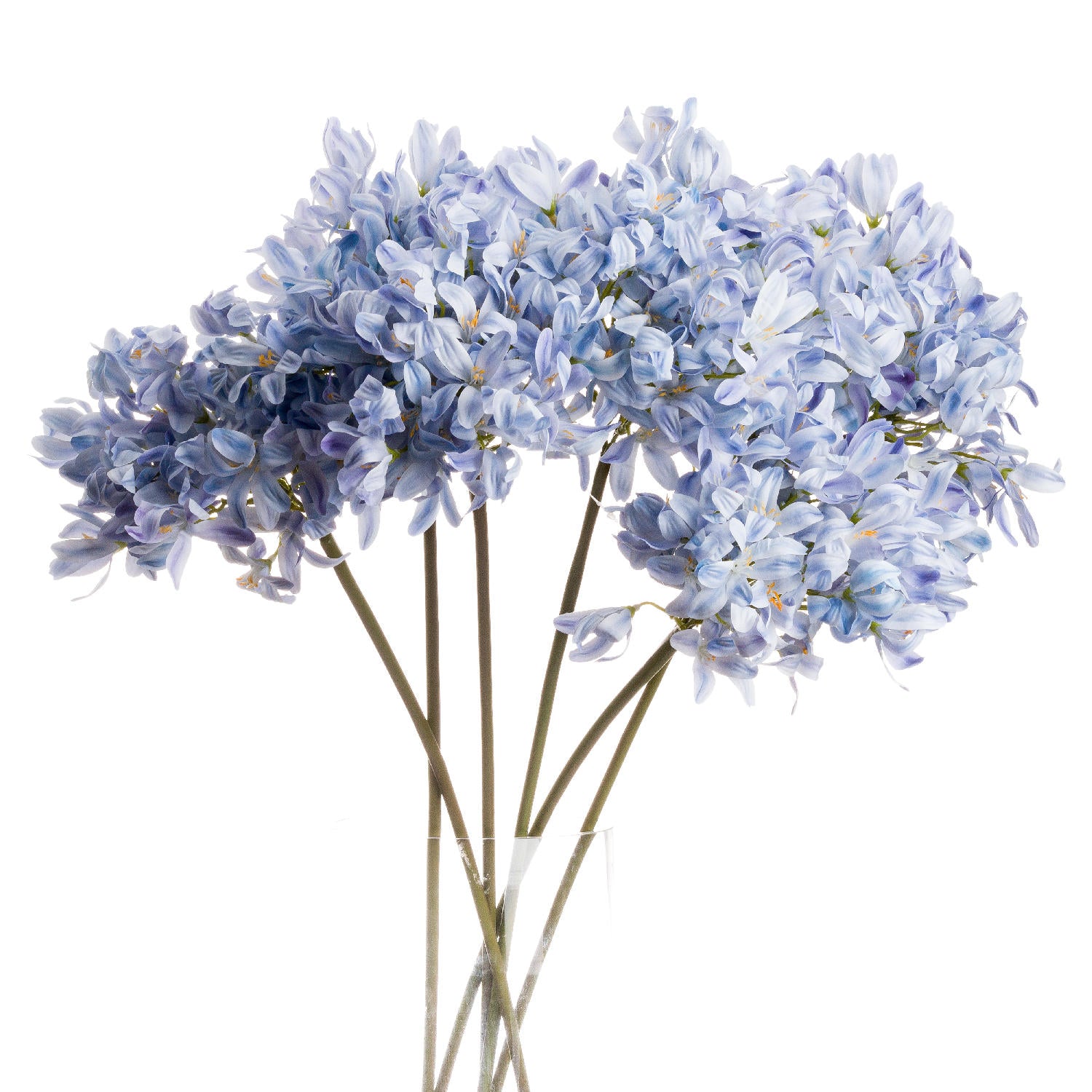 Light Blue Headed Agapanthus - Large