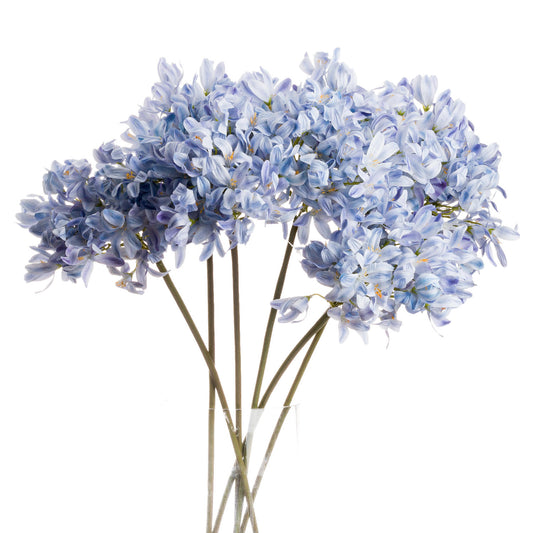 Light Blue Headed Agapanthus - Large