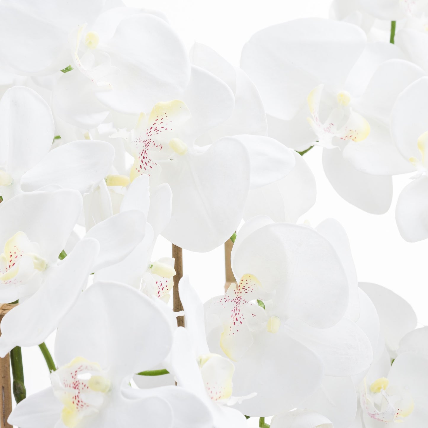 White Tall Orchid In Glass Pot - Large
