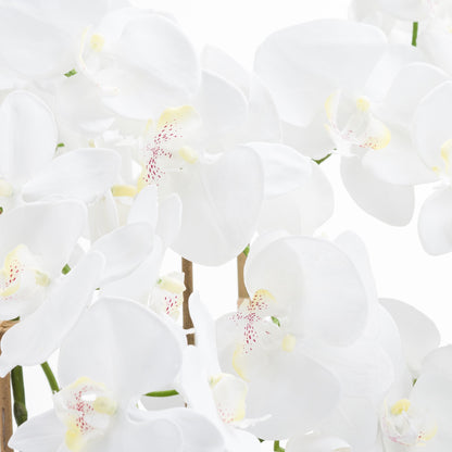 White Tall Orchid In Glass Pot - Large