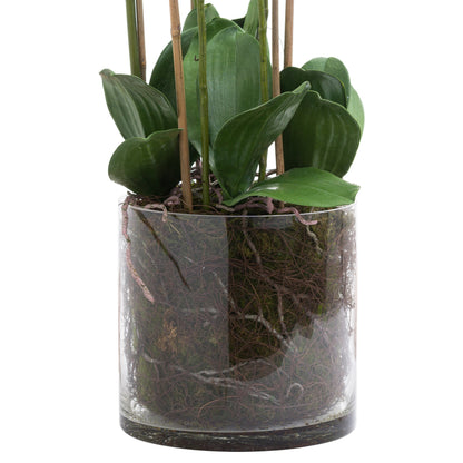 White Tall Orchid In Glass Pot - Large
