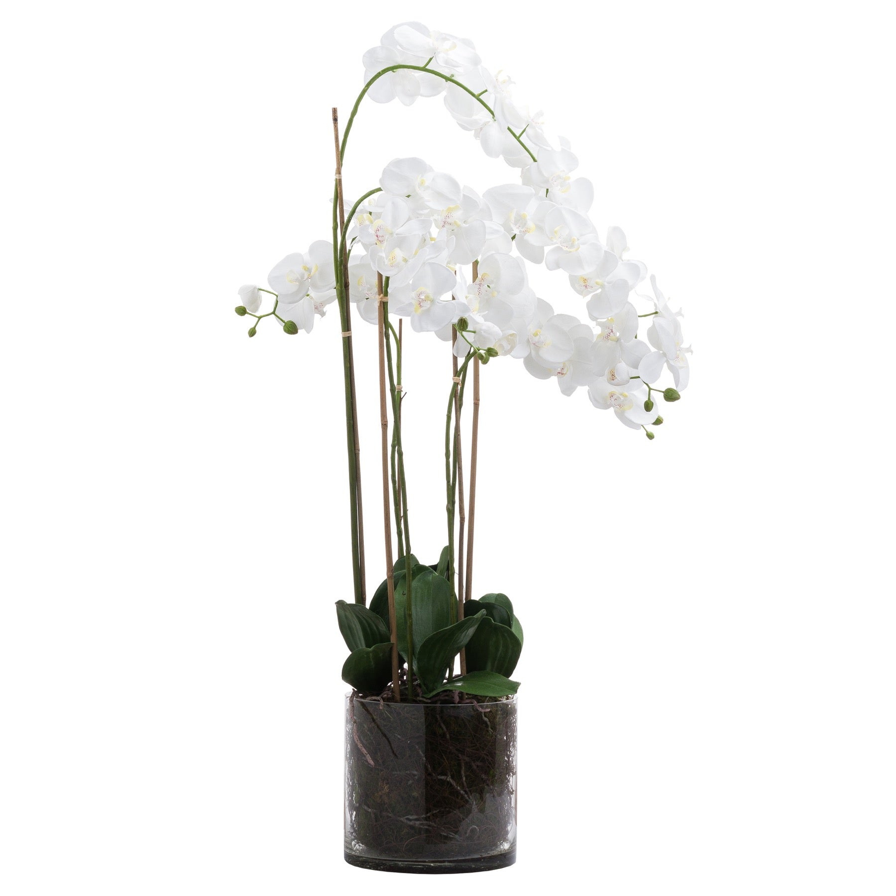 White Tall Orchid In Glass Pot - Large