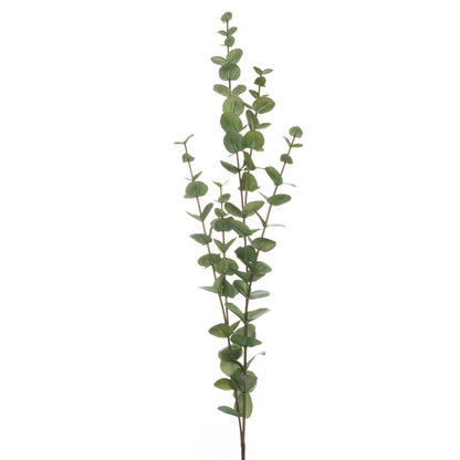 Cineraria Eucalyptus Spray - Large