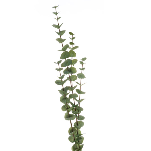 Cineraria Eucalyptus Spray - Large