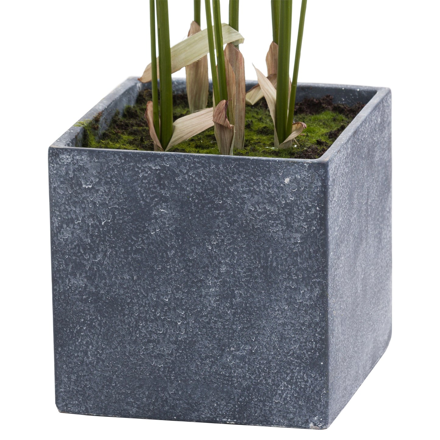 Paradise Potted Palm - Large