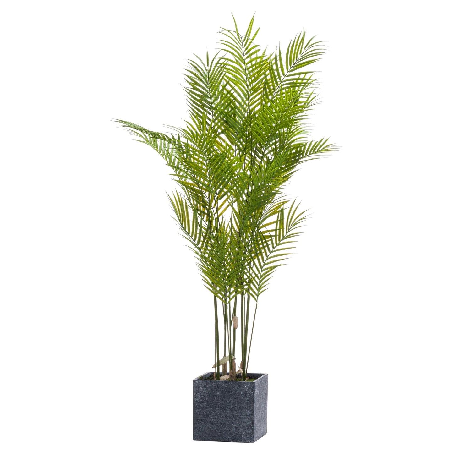 Paradise Potted Palm - Large