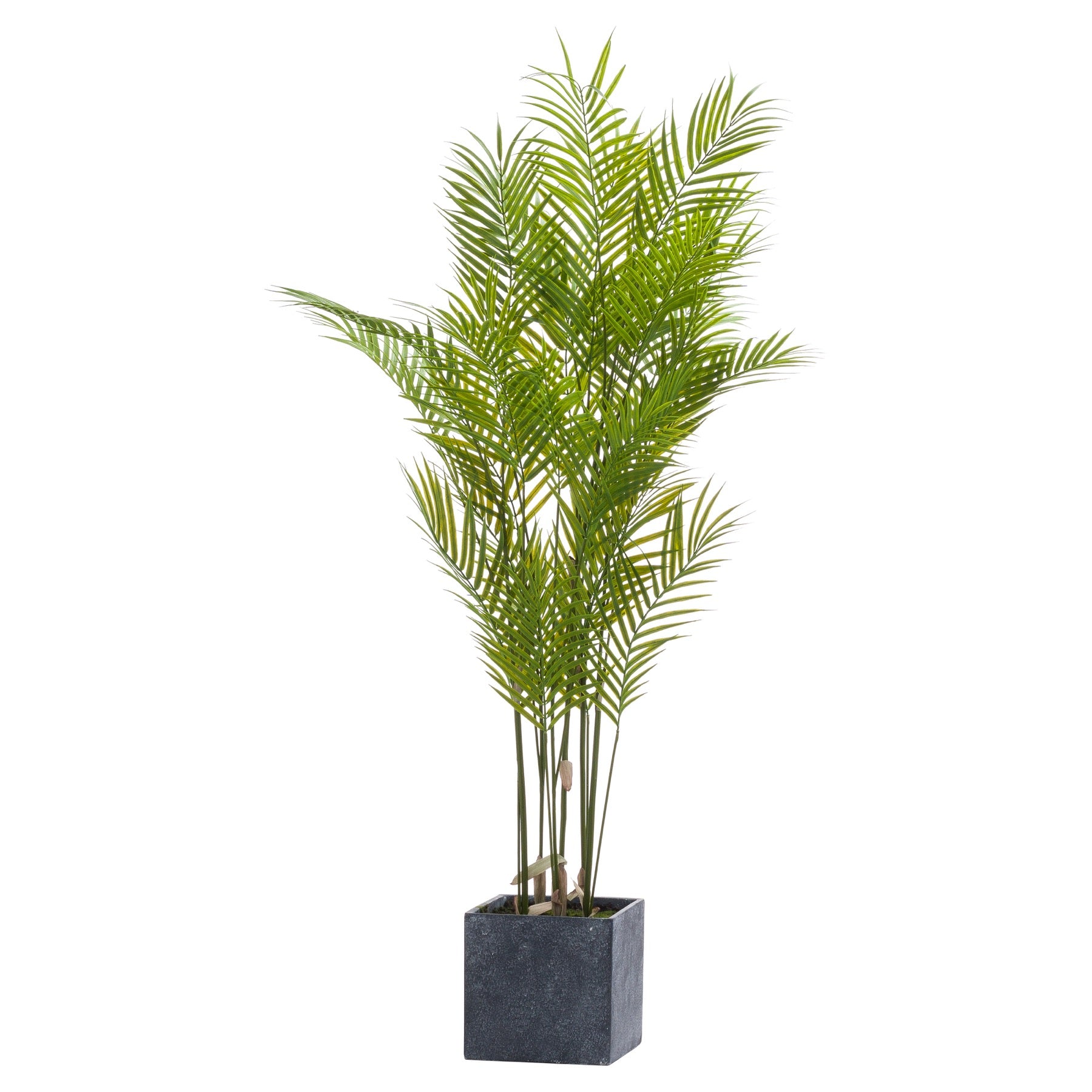 Paradise Potted Palm - Large