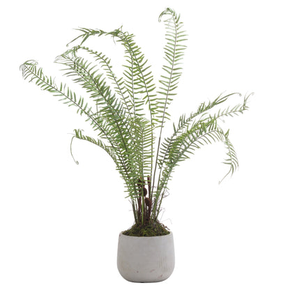 Boston Potted Fern - Large