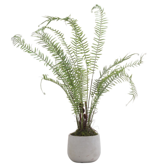 Boston Potted Fern - Large
