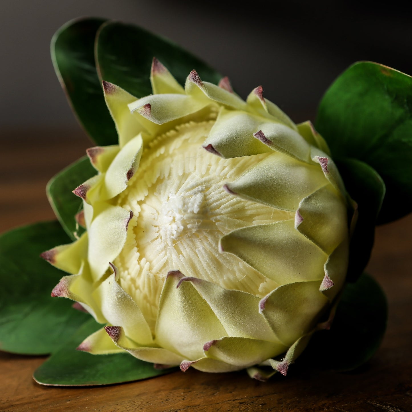 White Protea - Large