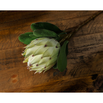 White Protea - Large