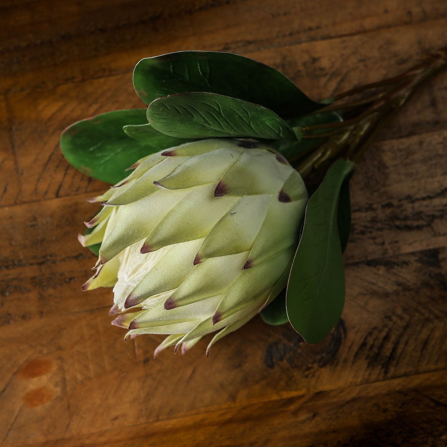 White Protea - Large
