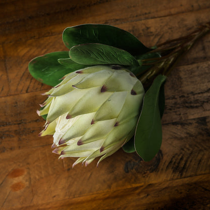 White Protea - Large