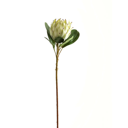 White Protea - Large