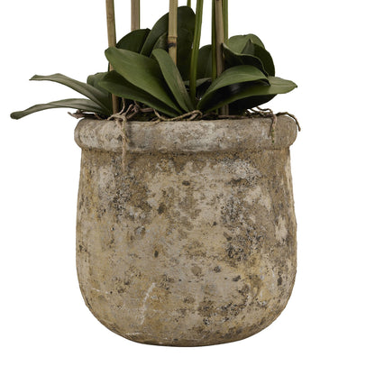 White Orchid In Antique Stone Pot - Large
