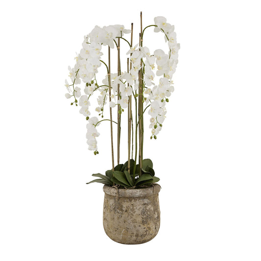 White Orchid In Antique Stone Pot - Large