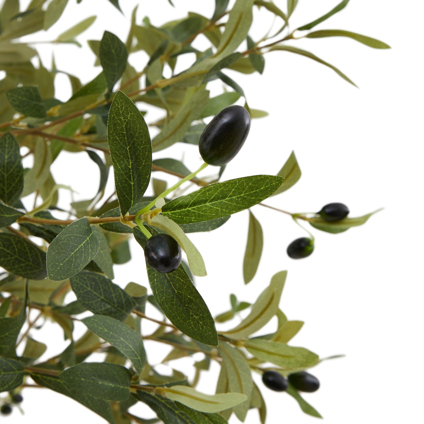 Calabria Olive Tree - Small