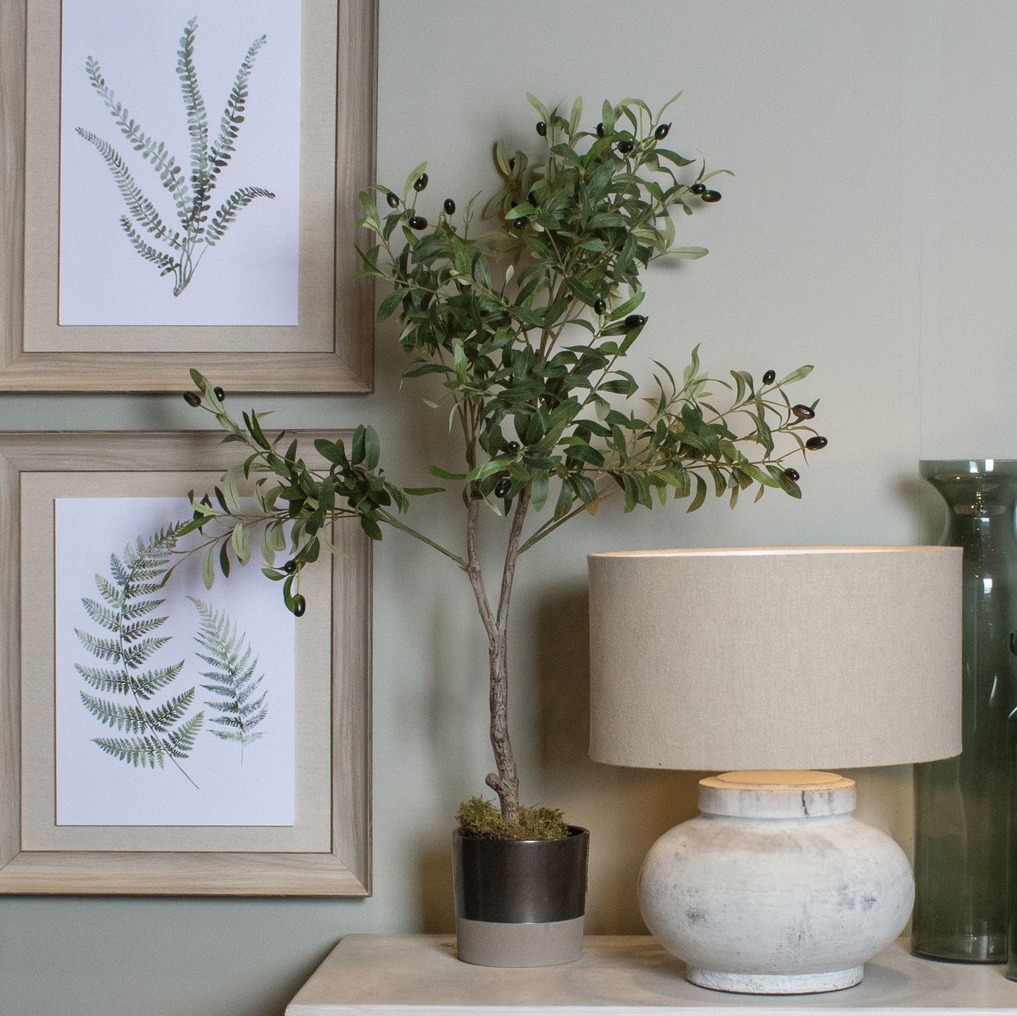 Calabria Olive Tree - Small