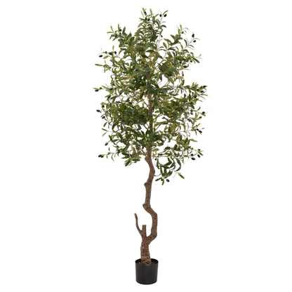 Calabria Olive Tree - Large