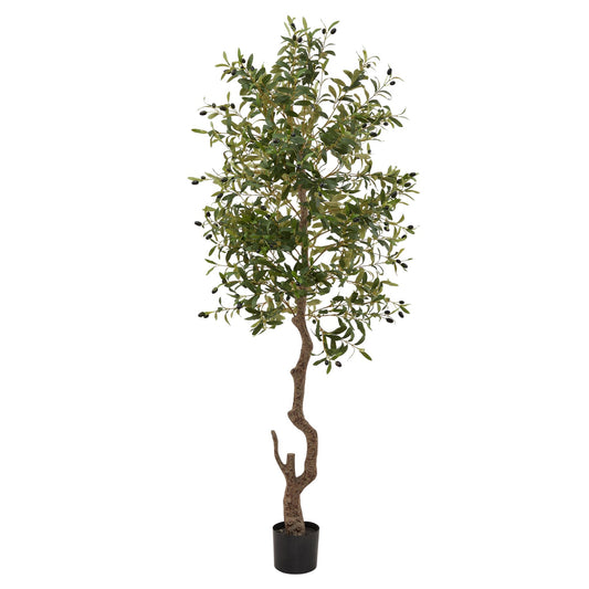 Calabria Olive Tree - Large