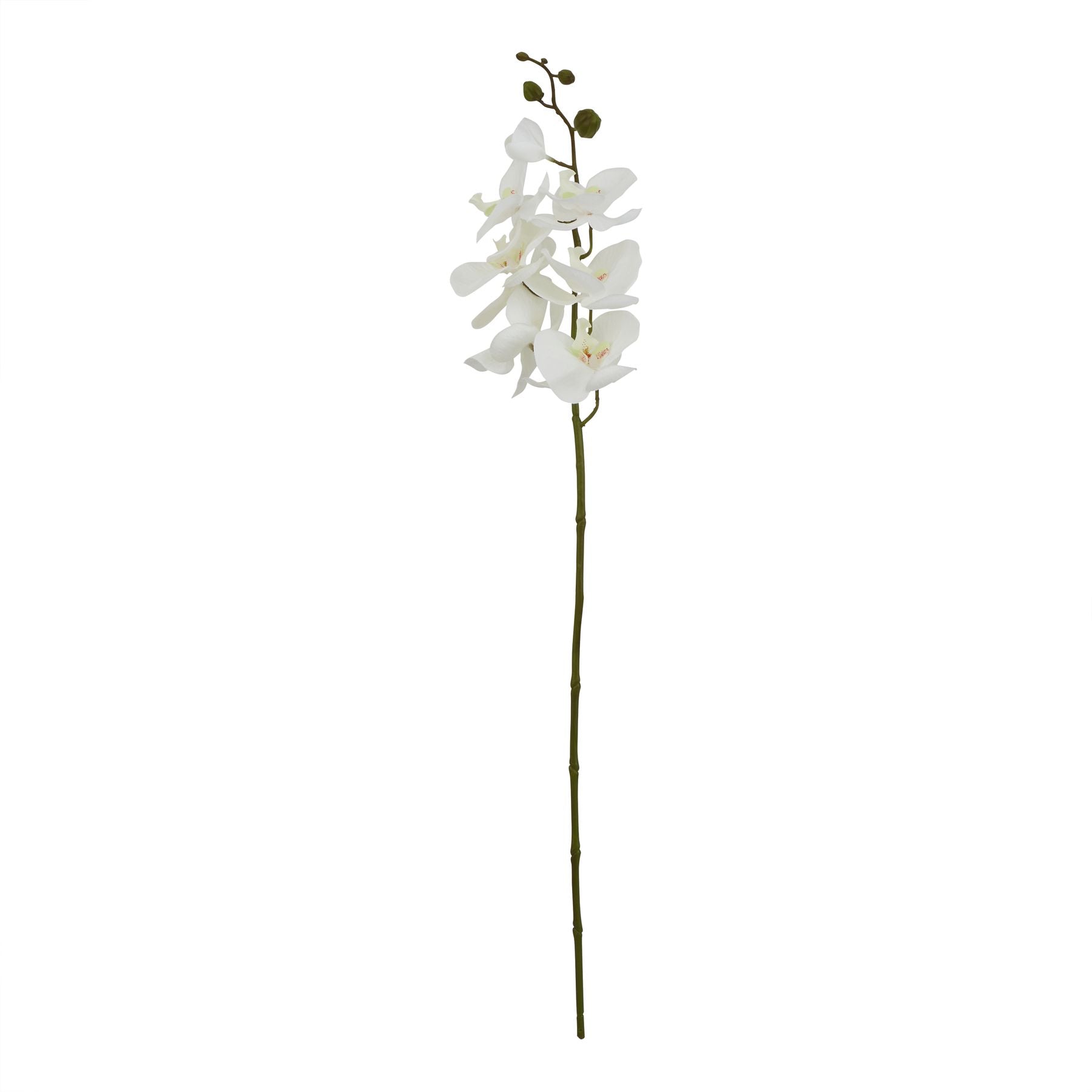 White Butterfly Orchid Stem - Large