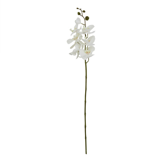 White Butterfly Orchid Stem - Large