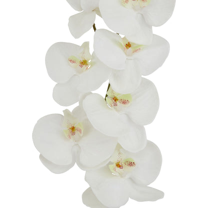 White Butterfly Orchid Stem - Tall