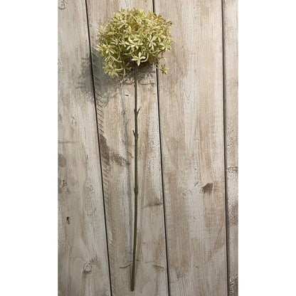 Coffee Allium