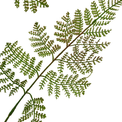 The Natural Garden Collection Bracken Fern Spray - Large