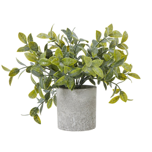 Box Plant In Grey Pot - Small