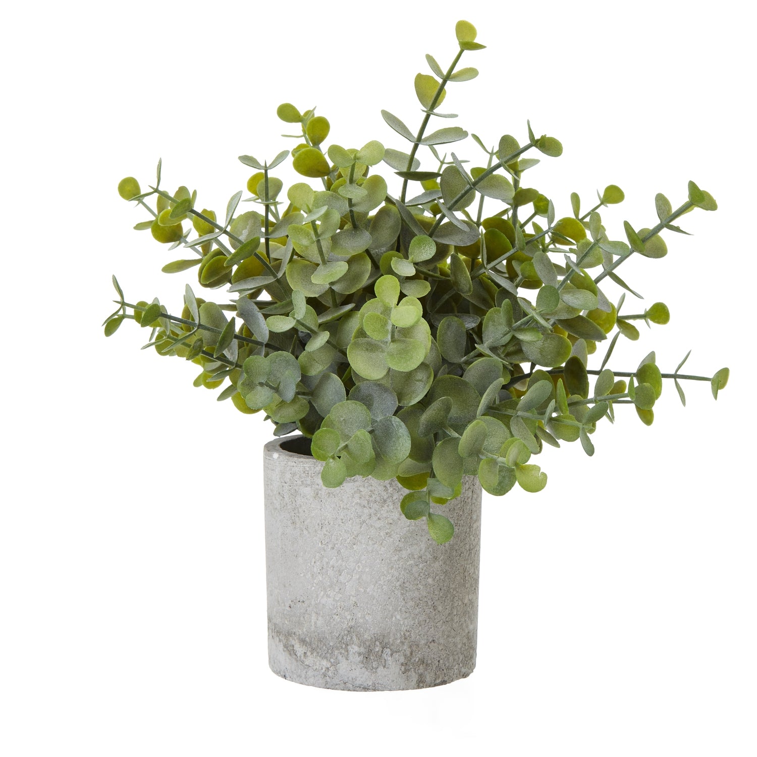 Button Eucalyptus Plant In Grey Pot - Small