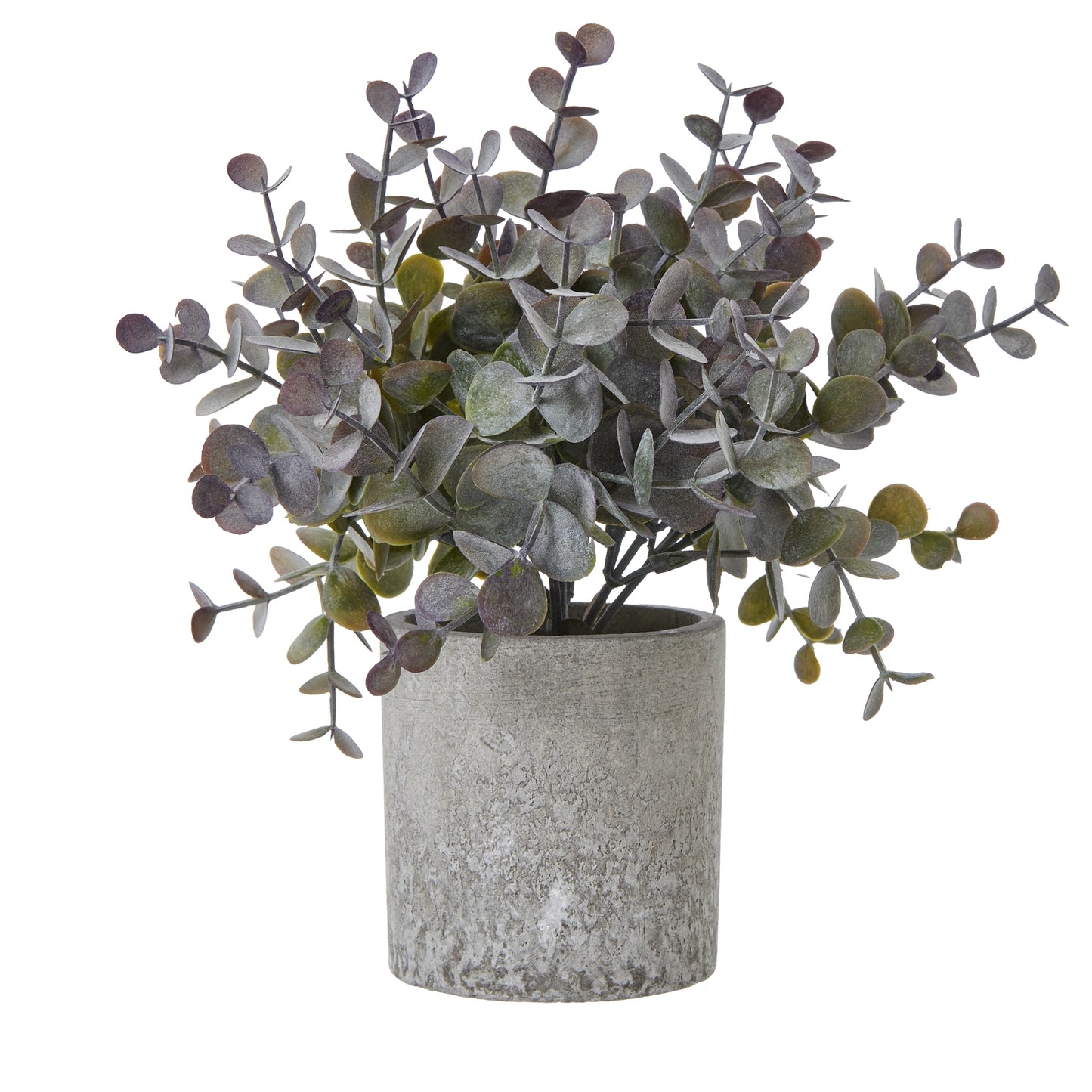 Eucalyptus Cinerea Plant In Grey Pot - Small