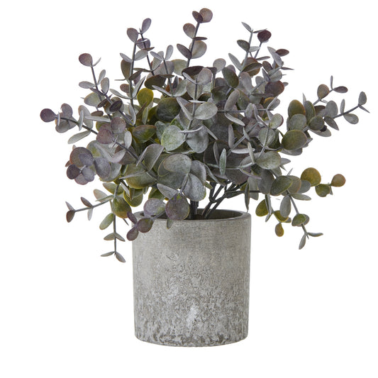 Eucalyptus Cinerea Plant In Grey Pot - Small