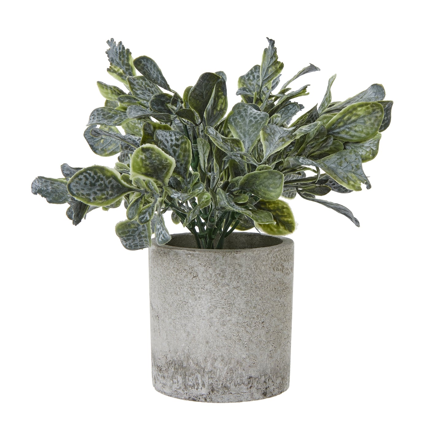 Giana Eucalyptus Plant In Grey Pot - Small