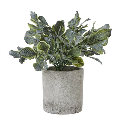Giana Eucalyptus Plant In Grey Pot - Small