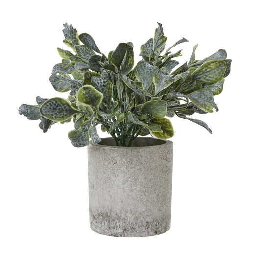 Giana Eucalyptus Plant In Grey Pot - Small