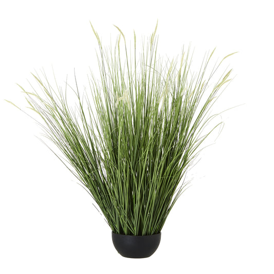Onion Grass Plant In Pot - Large