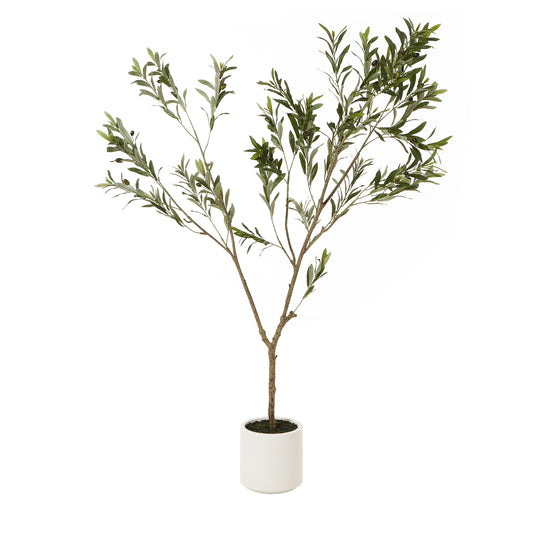Apulia Olive Tree In White Pot - 180 cm