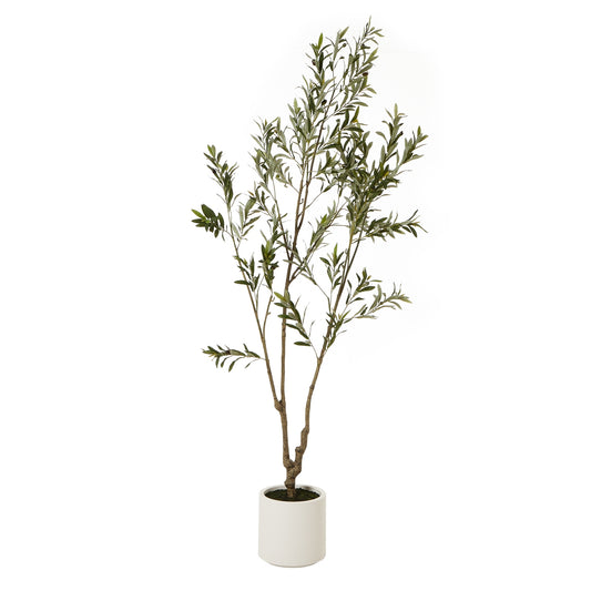 Apulia Olive Tree In White Pot - 210 cm