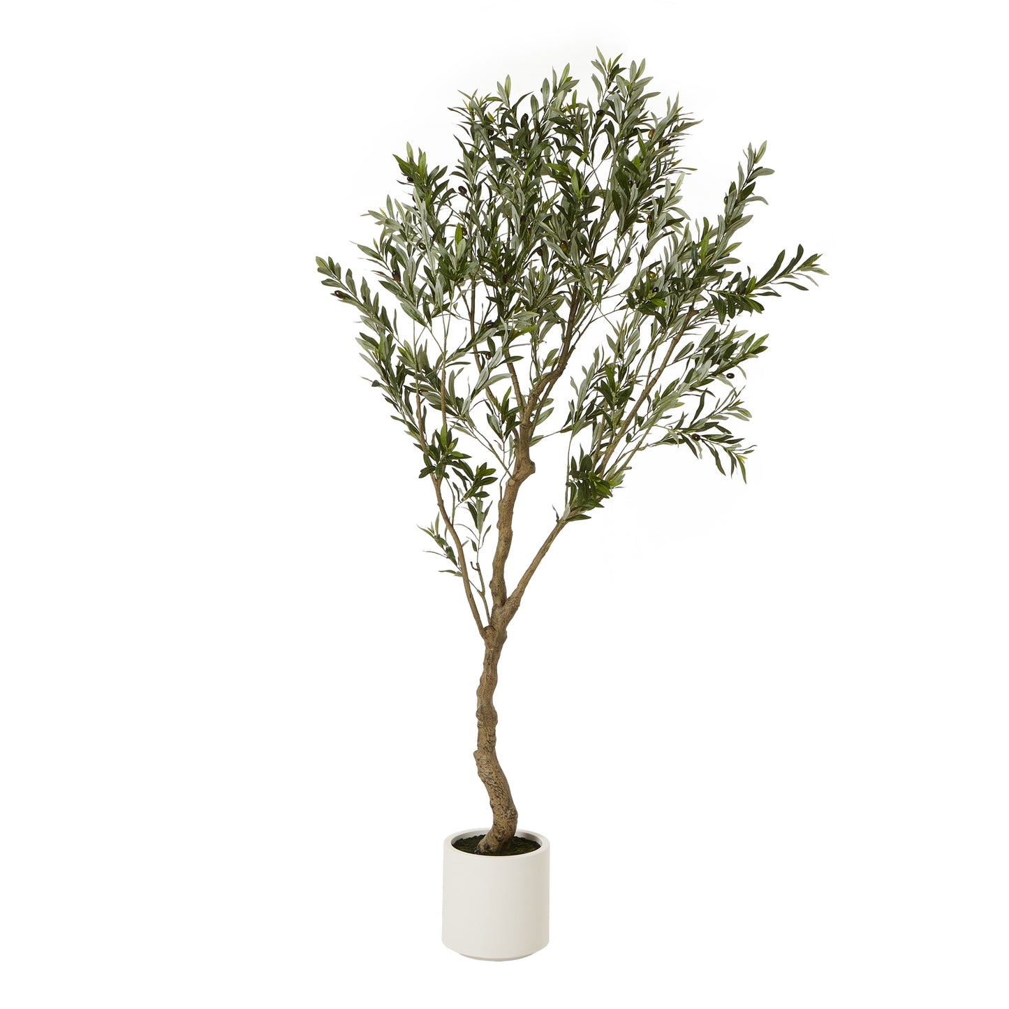 Apulia Olive Tree In White Pot - 200 cm